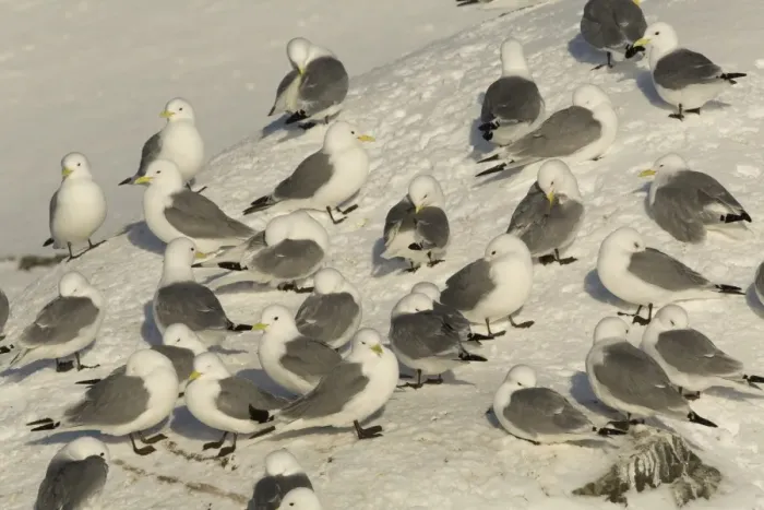 Framed Print : Black-legged Kittiwake (Rissa tridactyla) adults, flock roosting and preening at colony in snow, Hornoi island, Norway Framed Print : Black-legged Kittiwake (Rissa tridactyla) adults, flock roosting and preening at colony in snow, Hornoi island, Norway