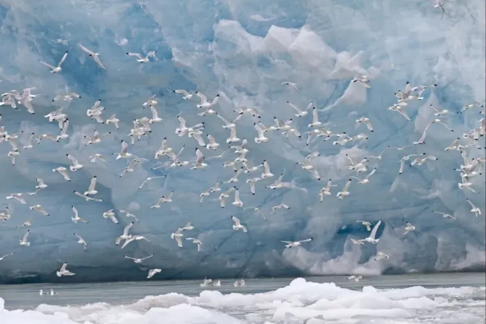 Framed Print : Black-legged Kittiwake (Rissa tridactyla) flock, in flight over sea beside glacier, Spitzbergen, Svalbard, july Framed Print : Black-legged Kittiwake (Rissa tridactyla) flock, in flight over sea beside glacier, Spitzbergen, Svalbard, july