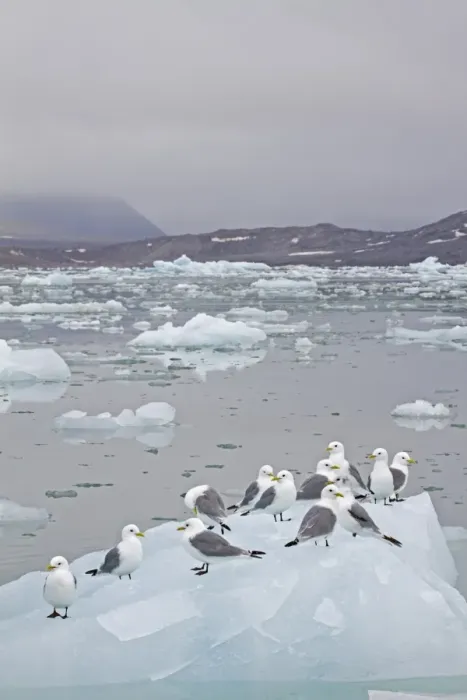 Framed Print : Black-legged Kittiwake (Rissa tridactyla) flock, standing on ice floe, Spitzbergen, Svalbard, july Framed Print : Black-legged Kittiwake (Rissa tridactyla) flock, standing on ice floe, Spitzbergen, Svalbard, july