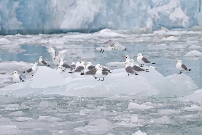 Framed Print : Black-legged Kittiwake (Rissa tridactyla) flock, standing on ice floe, Spitzbergen, Svalbard, july Framed Print : Black-legged Kittiwake (Rissa tridactyla) flock, standing on ice floe, Spitzbergen, Svalbard, july