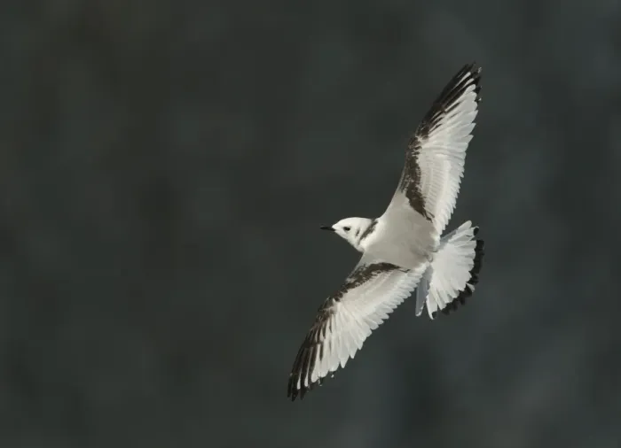 Framed Print : Black-legged Kittiwake (Rissa tridactyla) juvenile, in flight, Bempton Cliffs RSPB Reserve, East Yorkshire, England Framed Print : Black-legged Kittiwake (Rissa tridactyla) juvenile, in flight, Bempton Cliffs RSPB Reserve, East Yorkshire, England
