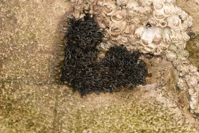 Framed Print : Black Lichen (Lichina pygmaea) growing on coastal rock beside barnacles, Kimmeridge, Dorset, England, february Framed Print : Black Lichen (Lichina pygmaea) growing on coastal rock beside barnacles, Kimmeridge, Dorset, England, february