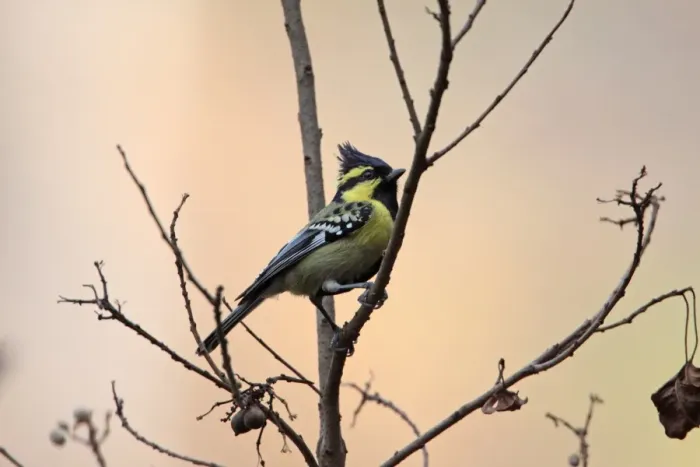 Framed Print : Black-lored Tit (Parus xanthogenys) adult, perched on twig, Sattal, Uttarakhand, India, february Framed Print : Black-lored Tit (Parus xanthogenys) adult, perched on twig, Sattal, Uttarakhand, India, february
