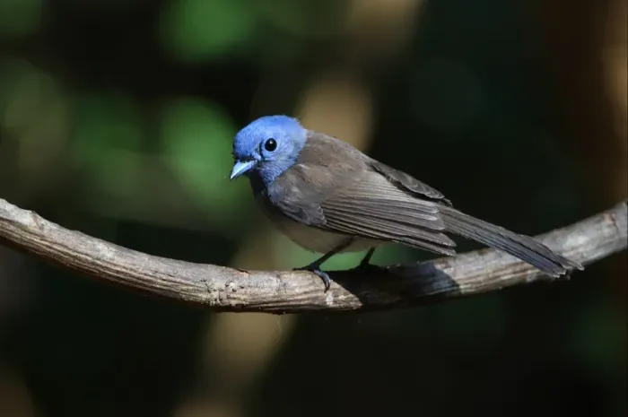 Framed Print : Black-naped Monarch (Hypothymis azurea styani) adult female, perched on vine stem, Kaeng Krachan N. P. Thailand, february Framed Print : Black-naped Monarch (Hypothymis azurea styani) adult female, perched on vine stem, Kaeng Krachan N. P. Thailand, february