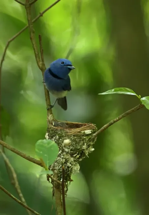 Framed Print : Black-naped Monarch (Hypothymis azurea styani) adult male, perched at nest with chicks, Kaeng Krachan N. P Framed Print : Black-naped Monarch (Hypothymis azurea styani) adult male, perched at nest with chicks, Kaeng Krachan N. P