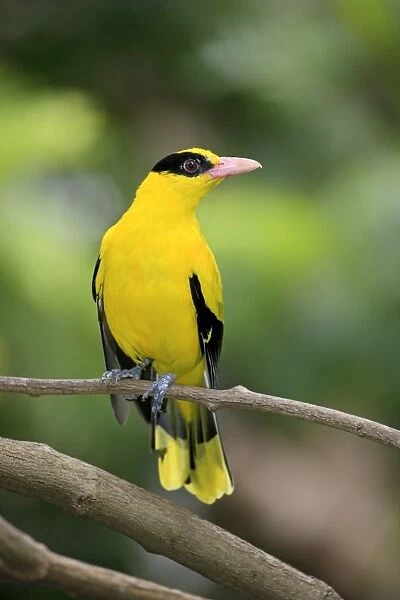 Black-naped Oriole (Oriolus chinensis) adult, perched on twig (captive)