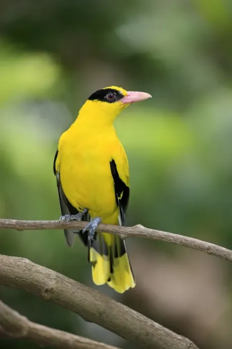 Framed Print : Black-naped Oriole (Oriolus chinensis) adult, perched on twig (captive) Framed Print : Black-naped Oriole (Oriolus chinensis) adult, perched on twig (captive)