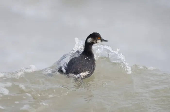 Framed Print : Black-necked Grebe (Podiceps nigricollis) adult, winter plumage, swimming at sea, England, winter