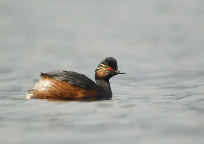Framed Print : Black-necked Grebe (Podiceps nigricollis) adult, breeding plumage, swimming, Netherlands, May Framed Print : Black-necked Grebe (Podiceps nigricollis) adult, breeding plumage, swimming, Netherlands, May