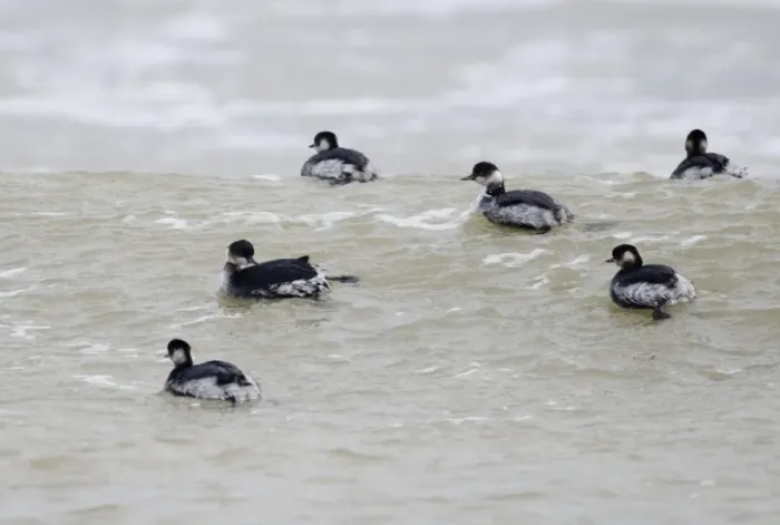 Framed Print : Black-necked Grebe (Podiceps nigricollis) six adults, winter plumage, flock swimming at sea, England, winter Framed Print : Black-necked Grebe (Podiceps nigricollis) six adults, winter plumage, flock swimming at sea, England, winter