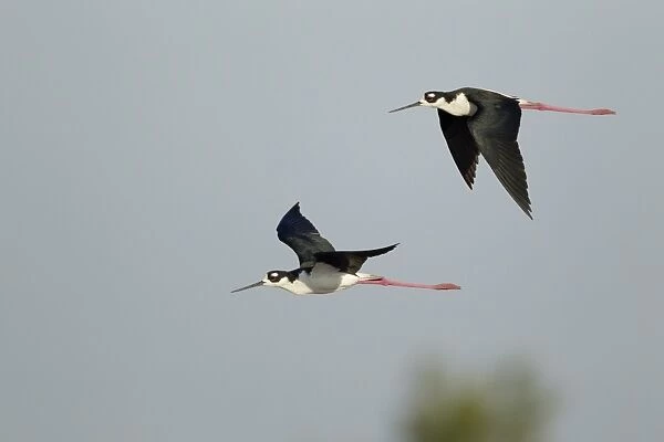 Black-necked Stilt (Himantopus mexicanus) two adult males, in flight, South Padre Island, Texas, U. S. A