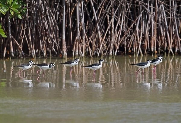 Black-necked Stilt (Himantopus mexicanus) adult males and females, group in brackish lagoon, Cabo Rojo