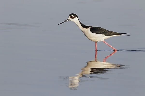 Black-necked Stilt (Himantopus mexicanus) adult male, walking in shallow water with reflection, Everglades, Florida
