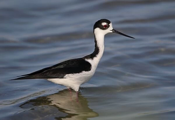 Black-necked Stilt (Himantopus mexicanus) adult male, wading in lagoon, Zapata Peninsula, Matanzas Province, Cuba