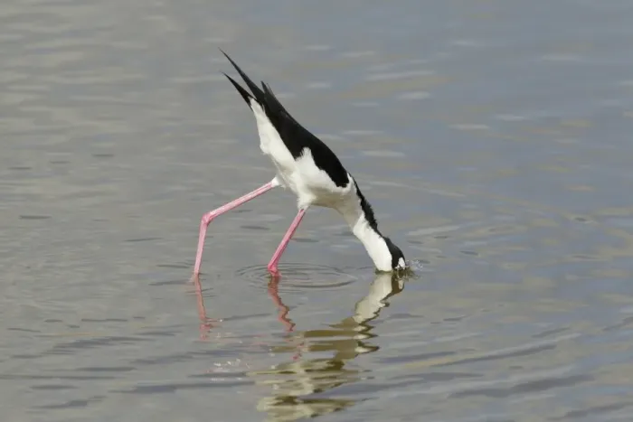 Framed Print : Black-necked Stilt (Himantopus mexicanus) adult male, feeding in water, South Padre Island, Texas, U. S. A. april Framed Print : Black-necked Stilt (Himantopus mexicanus) adult male, feeding in water, South Padre Island, Texas, U. S. A. april