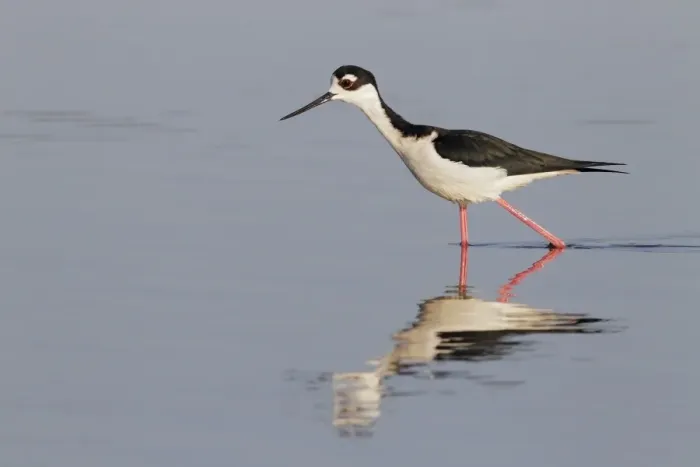 Framed Print : Black-necked Stilt (Himantopus mexicanus) adult male, walking in shallow water with reflection, Everglades, Florida Framed Print : Black-necked Stilt (Himantopus mexicanus) adult male, walking in shallow water with reflection, Everglades, Florida