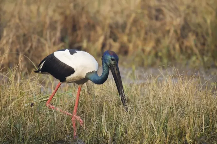 Framed Print : Black-necked Stork (Ephippiorhynchus asiaticus) adult male, foraging amongst vegetation in shallow water, Keoladeo Ghana N. P. (Bharatpur), Rajasthan, India