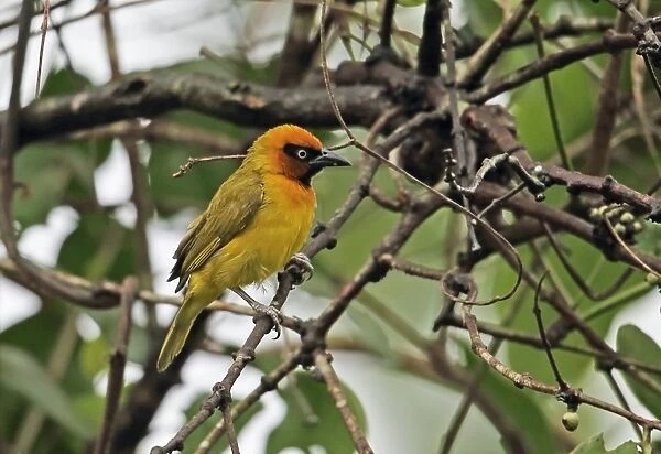 Black-necked Weaver (Ploceus nigricollis brachypterus) adult male, perched on twig, Abrafo Forest Road, Ghana, February