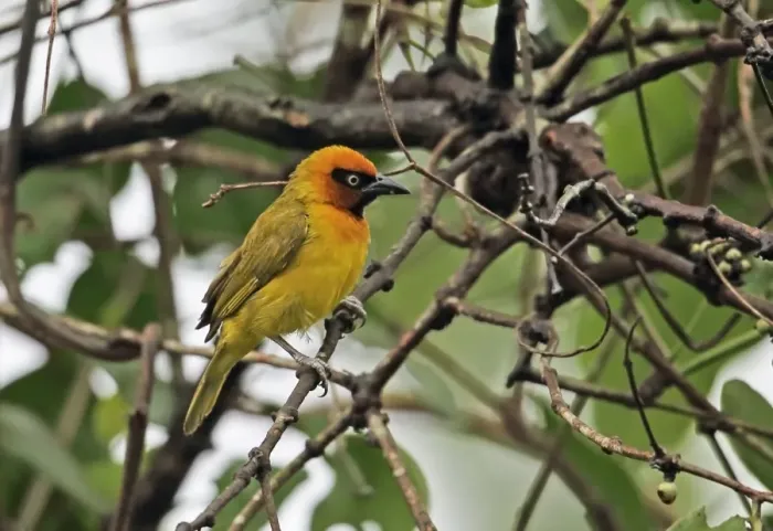 Framed Print : Black-necked Weaver (Ploceus nigricollis brachypterus) adult male, perched on twig, Abrafo Forest Road, Ghana, February Framed Print : Black-necked Weaver (Ploceus nigricollis brachypterus) adult male, perched on twig, Abrafo Forest Road, Ghana, February