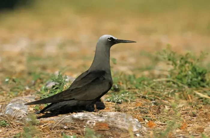 Framed Print : Black Noddy (Anous minutus) adult, standing on ground, Queensland, Australia Framed Print : Black Noddy (Anous minutus) adult, standing on ground, Queensland, Australia