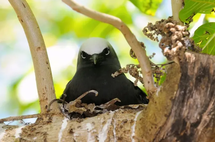 Framed Print : Black Noddy (Anous minutus) adult, sitting at nest on branch, Queensland, Australia, November