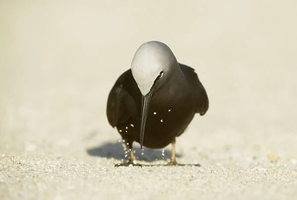 Black Noddy (Anous minutus) adult, pecking at small pieces of seashell on beach, Queensland, Australia, November