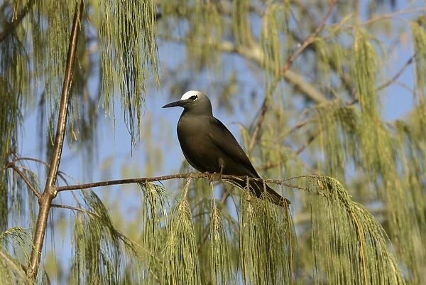 Black Noddy (Anous minutus) adult, perched on branch, Queensland, Australia, November