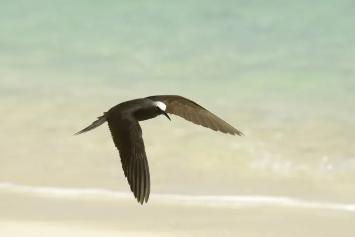 Framed Print : Black Noddy (Anous minutus) adult, in flight over beach, Queensland, Australia, November
