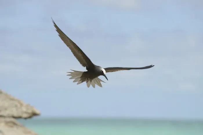 Framed Print : Black Noddy (Anous minutus) adult, in flight over sea, Queensland, Australia, November Framed Print : Black Noddy (Anous minutus) adult, in flight over sea, Queensland, Australia, November