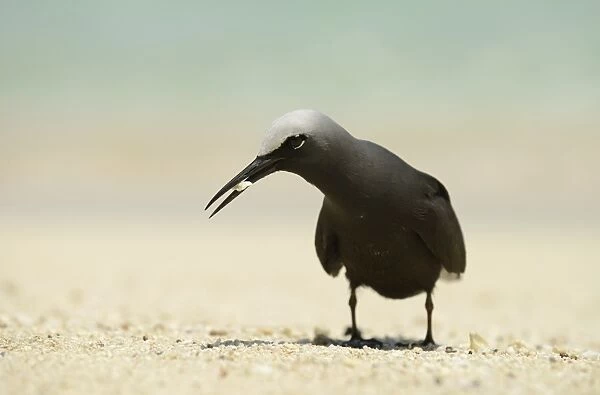 Black Noddy (Anous minutus) adult, picking up small piece of coral from beach, Queensland, Australia, November