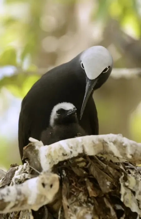 Framed Print : Black Noddy (Anous minutus) adult with chick, at nest on branch, Queensland, Australia, November