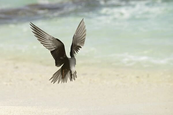 Black Noddy (Anous minutus) adult, in flight, landing on beach, Queensland, Australia, November