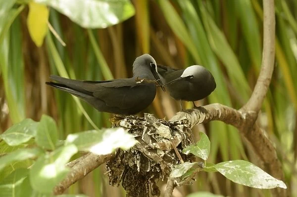 Black Noddy (Anous minutus) adult pair, exchanging nesting material at nest on branch, Queensland, Australia, November