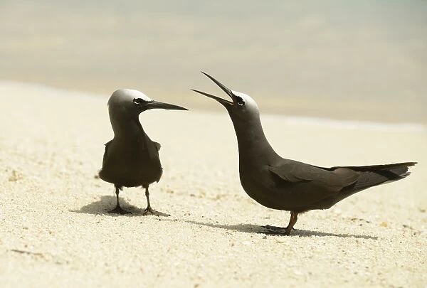 Black Noddy (Anous minutus) adult pair, calling, standing on sandy beach, Queensland, Australia, November