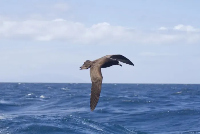 Framed Print : Black Petrel (Procellaria parkinsoni) adult, in flight over sea, New Zealand, november Framed Print : Black Petrel (Procellaria parkinsoni) adult, in flight over sea, New Zealand, november
