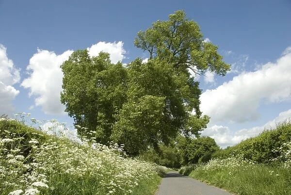 Black Poplar (Populus nigra) habit, growing in hedgerow beside lane, with Cow Parsley (Anthriscus sylvestris)