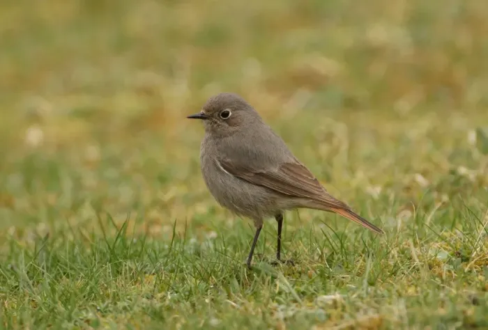 Framed Print : Black Redstart (Phoenicurus ochruros gibraltariensis) adult female, standing on short grass, Sea Palling, Norfolk, England, march Framed Print : Black Redstart (Phoenicurus ochruros gibraltariensis) adult female, standing on short grass, Sea Palling, Norfolk, England, march