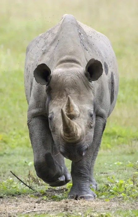 Framed Print : Black Rhinoceros (Diceros bicornis) adult, walking towards camera (captive)