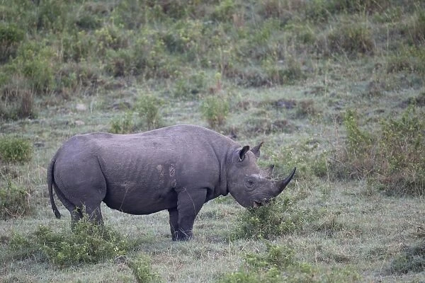 Black Rhinoceros (Diceros bicornis) adult, browsing, Lake Nakuru N. P. Great Rift Valley, Kenya, August