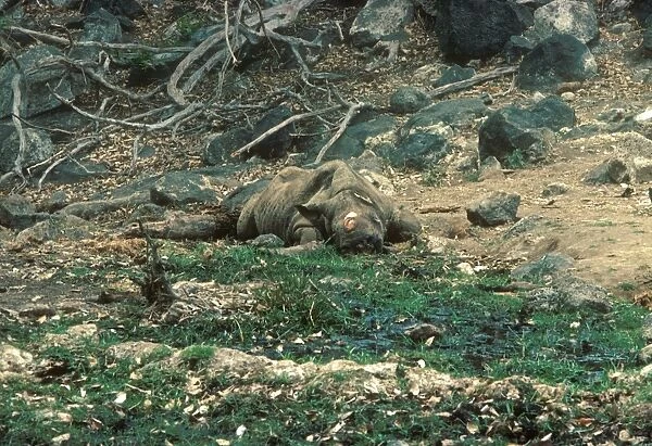 Black Rhinoceros (Diceros bicornis) dead adult, killed and horn taken by poachers, Tsavo West, Kenya