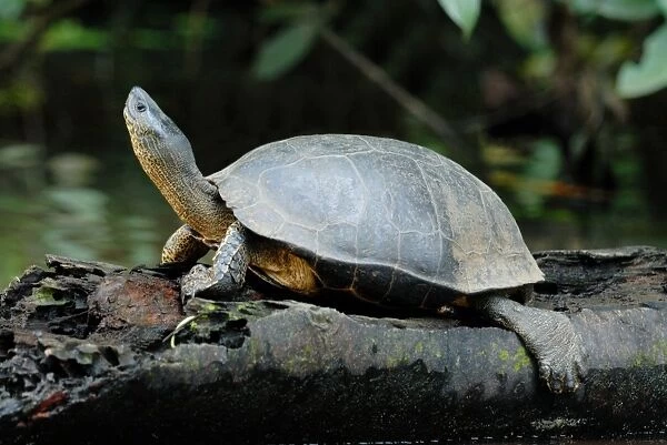 Black River Turtle (Rhinoclemmys funerea) adult, basking on log in flooded forest, Tortuguero N. P