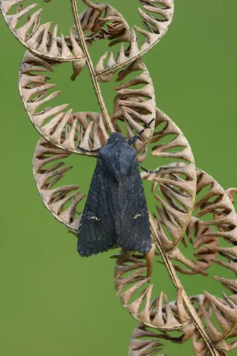 Framed Print : Black Rustic (Aporophyla nigra) adult, resting on dry Bracken (Pteridium aquilinum) frond, Leicestershire, England Framed Print : Black Rustic (Aporophyla nigra) adult, resting on dry Bracken (Pteridium aquilinum) frond, Leicestershire, England