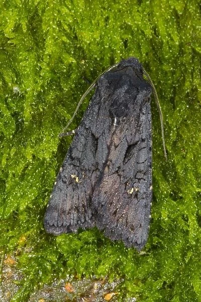 Black Rustic (Aporophyla nigra) adult, resting on moss, Powys, Wales, September
