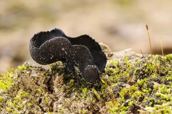 Framed Print : Black Saddle (Helvella corium) fruiting body, growing in sandy soil, Lound, Nottinghamshire, England, October