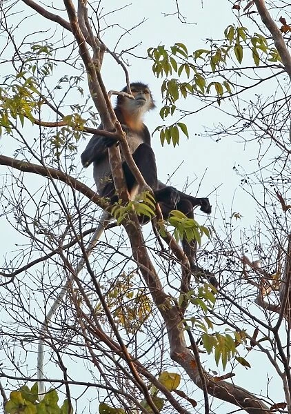 Black-shanked Douc Langur (Pygathrix nigripes) adult, sitting high in tree, Dakdam Highland, Cambodia, January