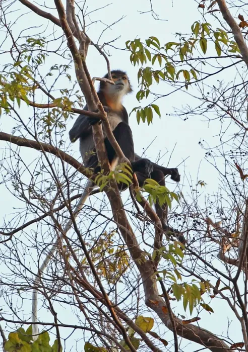 Framed Print : Black-shanked Douc Langur (Pygathrix nigripes) adult, sitting high in tree, Dakdam Highland, Cambodia, January Framed Print : Black-shanked Douc Langur (Pygathrix nigripes) adult, sitting high in tree, Dakdam Highland, Cambodia, January