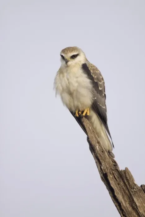 Framed Print : Black-shouldered Kite (Elanus caeruleus) juvenile, perched on broken branch, Keoladeo Ghana N. P. (Bharatpur), Rajasthan, India Framed Print : Black-shouldered Kite (Elanus caeruleus) juvenile, perched on broken branch, Keoladeo Ghana N. P. (Bharatpur), Rajasthan, India