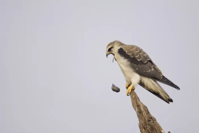 Framed Print : Black-shouldered Kite (Elanus caeruleus) juvenile, regurgitating pellet, perched on broken branch, Keoladeo Ghana N. P. (Bharatpur), Rajasthan, India