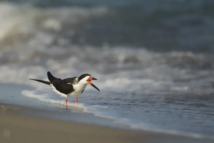 Framed Print : Black Skimmer (Rynchops niger) adult, drinking, standing in surf on beach, Florida, U. S. A. February Framed Print : Black Skimmer (Rynchops niger) adult, drinking, standing in surf on beach, Florida, U. S. A. February