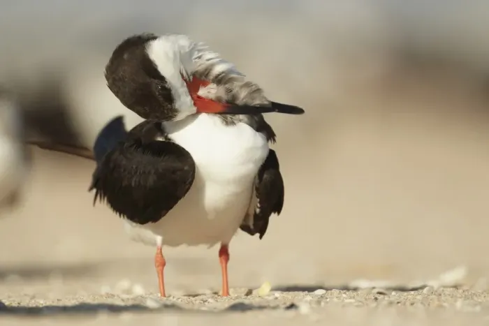 Framed Print : Black Skimmer (Rynchops niger) adult, preening, standing on beach, Florida, U. S. A. February Framed Print : Black Skimmer (Rynchops niger) adult, preening, standing on beach, Florida, U. S. A. February